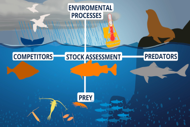 Still image infographic from the 2020 Gulf of Alaska Ecosystem Status Report Video showing the contributions of  environmental processes, predators, prey and competitors to stock assessments.