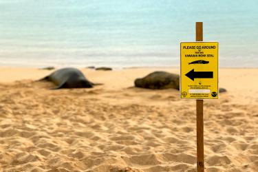 Hawaiian monk seal signage with two resting monk seals behind it on the beach.