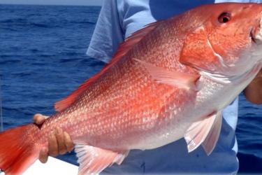 Image of a red snapper