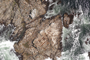 Aerial photo of Steller sea lions on rocks surrounded by foaming sea waves.