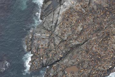 Aerial photo of Steller sea lions on a rocky island bordered by blue-gray water and surf.