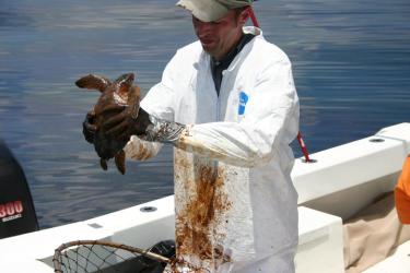 Dr. Brian Stacy rescues oiled sea turtle during the 2010 Deepwater Horizon oil spill
