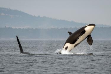 Killer whale breaching in Puget Sound