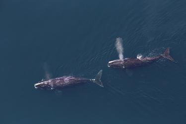 Two North Atlantic right whales swim, one behind the other, from right to left side of the image