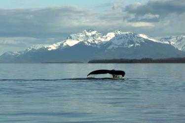 A humpback whale tail fluke is visible above the water with mountains in the background. 