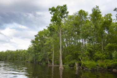 Tidal Forested Wetlands and other vegetation along a shoreline in the Lower Cape Fear River basin.