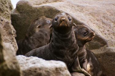 Photo of fur seal pups looking out from in-between large rocks.