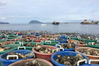 Large baskets of freshly harvested oysters sit at the water's edge, as aquaculture workers unload additional oysters from nearby boats.