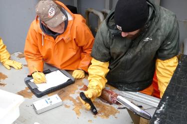 Photo of two researchers in waterproof coats and gloves using handheld instruments on a fish sample.