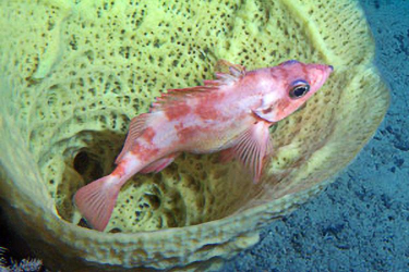Underwater photo of a pink fish hiding inside a conical yellow sponge.