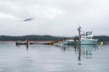 Harvesting Kelp in Alaska. Credit: Seagrove Kelp Co. 