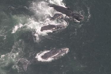  aerial image showing four right whales splashing and interacting in close proximity to each other in what is known as a surface active group, or SAG. 