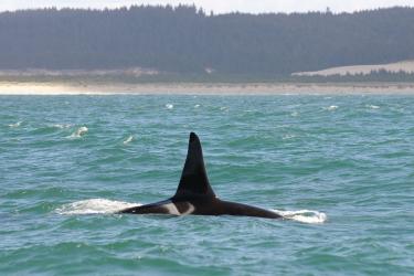 Dorsal fin of a killer whale swimming off the Washington Coast