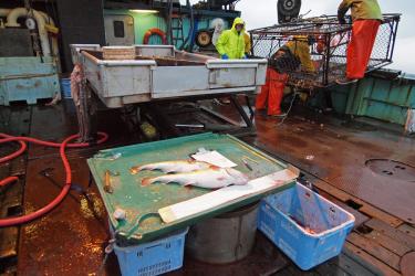 Photo of observer fish sampling station on a fishing vessel deck