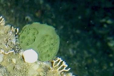 An image of a green sponge on the sea floor.