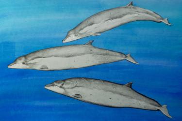 Illustration of thre baked whales in profile