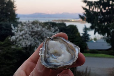 A hand holds an oyster on the half shell up in front of a sunset.