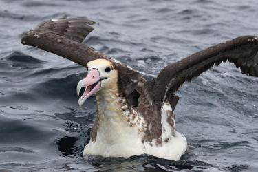 Albatross extending wings while floating in the water