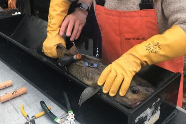 A gloved person applies a satellite tag to a pacific cod