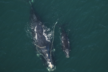 Right whale Catalog #3560 ‘Snow Cone’ and calf sighted off Fernandina Beach, Florida
