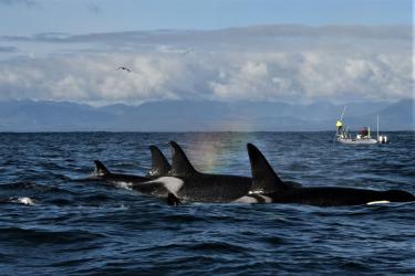 Southern Resident killer whales encountered during NOAA's Pacific Orcinus Distribution Survey in October 2021