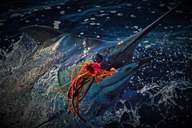 Marlin with lure