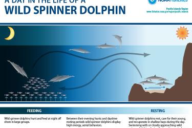 A day in the life of the Hawaiian spinner dolphin poster
