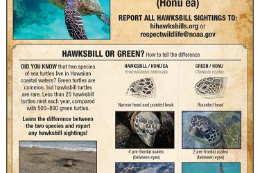 Hawaiian hawksbill sea turtle reporting poster