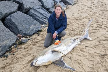 Michelle Passerotti kneels down on a beach next to a thresher shark that washed ashore on Cape Cod. A tall wall of rip-rap rock is behind her. 