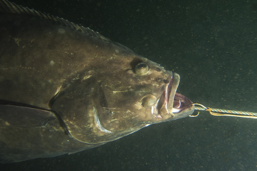 Pacific halibut gets hooked.
