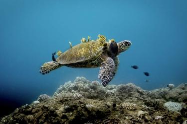 Green sea turtle swimming with yellow reef fish feeding and cleaning parasites off its back