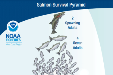 salmon survival pyramid