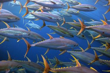 School of yellowfin tuna