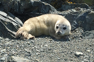 Premature harbor seal pup born with lanugo (natal fur) in Haines, Alaska. NOAA Permit 18786