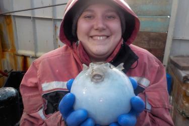 Beth Nelson holds a pufferfish while at sea