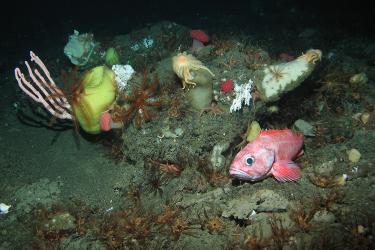 A rockfish nestles among a variety of corals and sponges on Mendocino Ridge.  Credit: MARE, DSCRTP