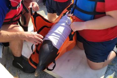 NPI Dolphin Rescue