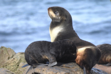 A northern fur seal mother cares for her pup between foraging trips