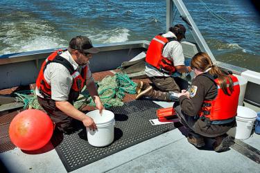 IEP Delta Juvenile Fish Monitoring Program biologists count, measure, and collect tissue samples from juvenile salmon.