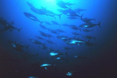 900x600-Atlantic-Pacific-bluefin-tuna-NOAA.jpg