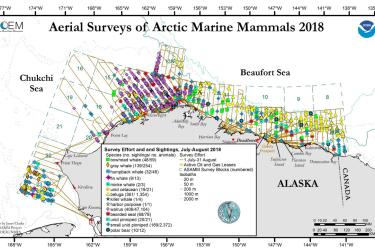 Aerial_Surveys_of_Arctic_Marine_Mammals-2018 (2).jpg