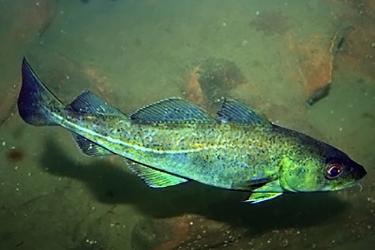 Atlantic cod near the ocean floor