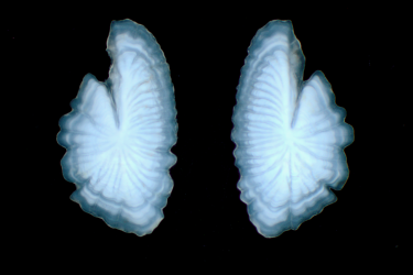 Buttterfish otoliths.png