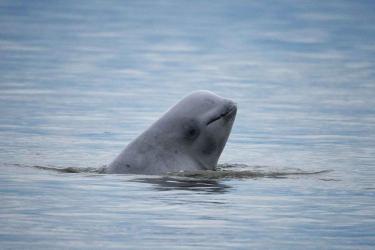 Cook Inlet beluga whale