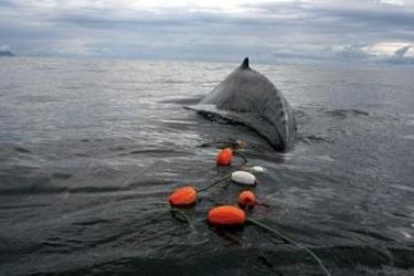 gillnet-humpback-whale.jpg