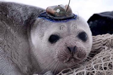 icesealecology_seal_w-headtag-retouched.jpg