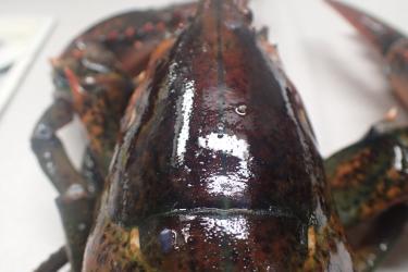 Healthy lobster, view of head and claws.