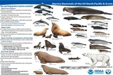 marine-mammals-alaska-arctic-sm.jpg