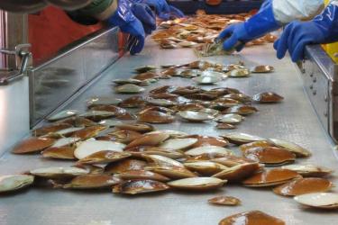 Scallops being sorted on conveyer, blue gloved hands visible on each side.