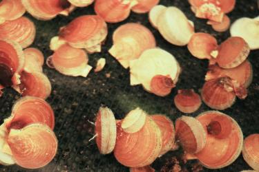 Sea scallops, various sizes.  Slightly orange color of shells.